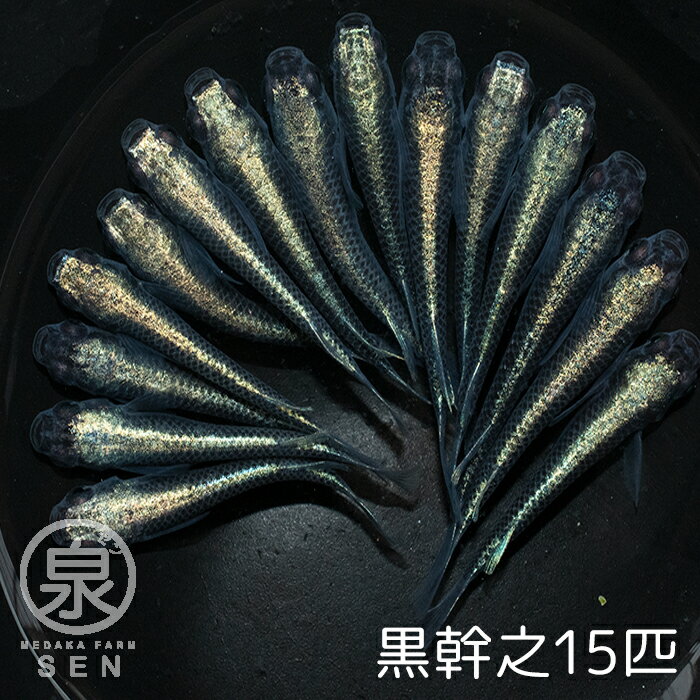 黒幹之 若魚 15匹 +おまけ補償3匹 送料無料 卵 水槽 メダカ生体 めだか生体 めだか メダカ 生体 ラメ 販売 観賞魚 販売生体 品種 種類 セット 人気 水草 メダカ卵 容器