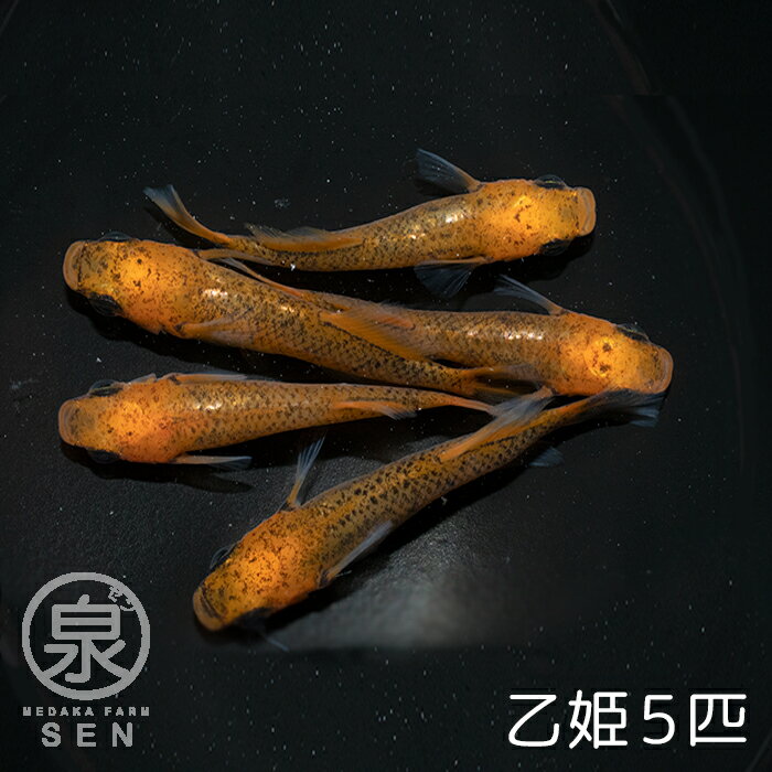 【おまけ1匹付】 楽天P2倍 乙姫 成魚 5匹 送料無料 卵 水槽 メダカ生体 めだか生体 めだか メダカ 生体 ラメ 販売 観賞魚 初心者 品種 種類 セット 人気 ビオトープ 水草 えさ 容器 ラメメダカ