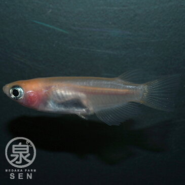 【パンダ 成魚 15匹】【送料無料】 大人 めだか メダカ ラメ 光る パンダ 白パンダ 楊貴妃 楊貴妃パンダ 強透明鱗 かわいい 光る かっこいい 初心者 厳選 人気 メダカ女子 めだか生体 メダカ生体 生体 オリジナル 自社生産 富士山 自然 品種改良 改良品種 改良メダカ 人気