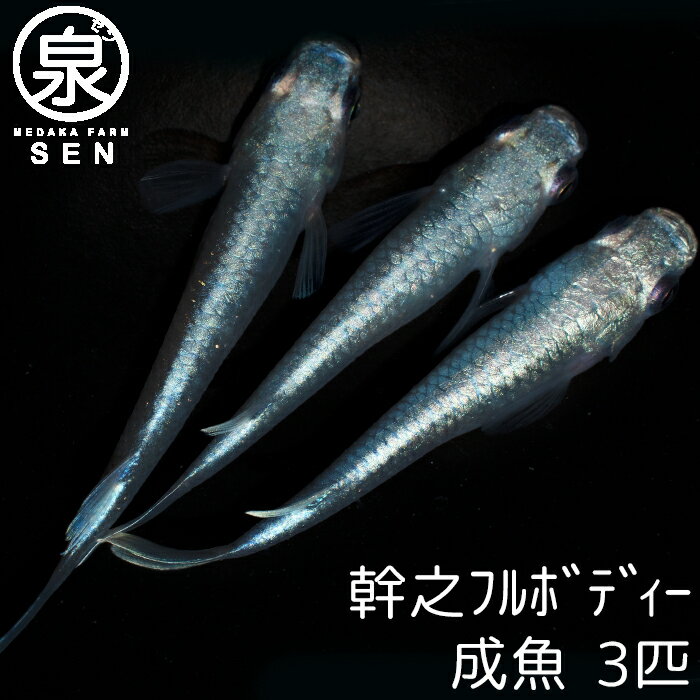 楽天P2倍 幹之フルボディー 成魚 3匹 送料無料 卵 水槽 メダカ生体 めだか生体 めだか メダカ 生体 ラメ 販売 観賞魚 初心者 品種 種類 セット 人気 ビオトープ 水草 えさ 容器 ラメメダカ