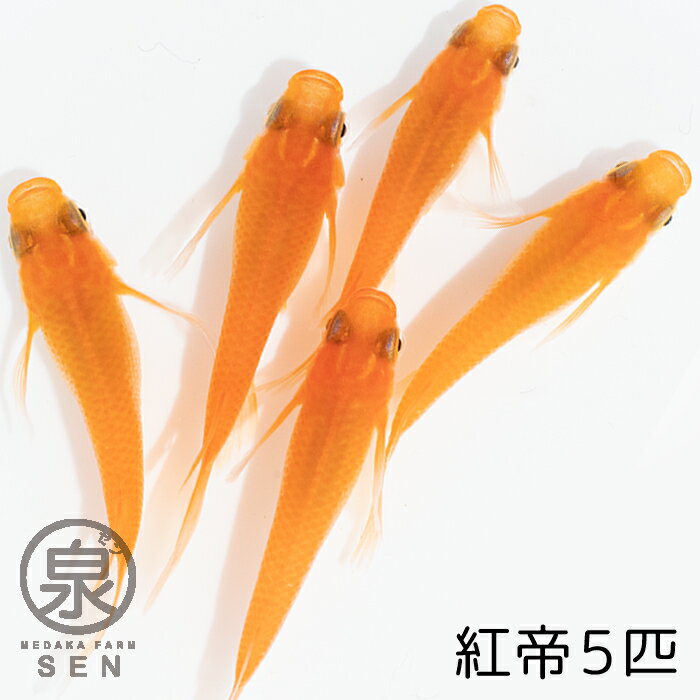 お買い物マラソンP10倍！【紅帝 成魚 5匹】 【送料無料】大人 めだか メダカ 赤 朱 ペット こうてい コウテイ 楊貴妃 かっこいい かわいい 初心者 厳選 人気 メダカファーム泉オリジナル オリジナル 生体 自社生産 富士山 自然 品種改良 改良品種 改良メダカ 人気