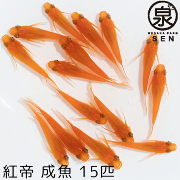 【紅帝 成魚 15匹】【送料無料】 大人 めだか メダカ 赤 朱 ペット紅帝メダカ 紅帝めだか こうてい コウテイ 楊貴妃 かっこいい かわいい 初心者 厳選 人気 オリジナル 生体 自社生産 富士山 自然 品種改良 改良品種 改良メダカ 人気 めだか生体 メダカ生体 生体