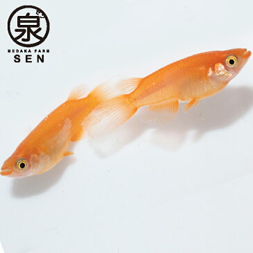 【紅帝 成魚 15匹】【送料無料】 大人 めだか メダカ 赤 朱 ペット紅帝メダカ 紅帝めだか こうてい コウテイ 楊貴妃 かっこいい かわいい 初心者 厳選 人気 オリジナル 生体 自社生産 富士山 自然 品種改良 改良品種 改良メダカ 人気 めだか生体 メダカ生体 生体