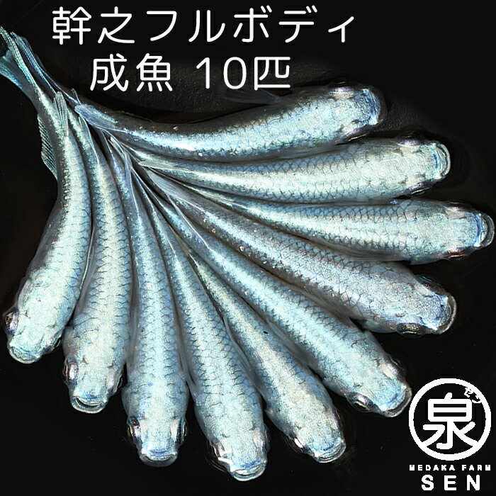 【おまけ2匹付】 楽天P2倍 幹之フルボディー 成魚 10匹 送料無料 卵 水槽 メダカ生体 めだか生体 めだか メダカ 生体 ラメ 販売 観賞魚 初心者 品種 種類 セット 人気 ビオトープ 水草 えさ 容器 ラメメダカ