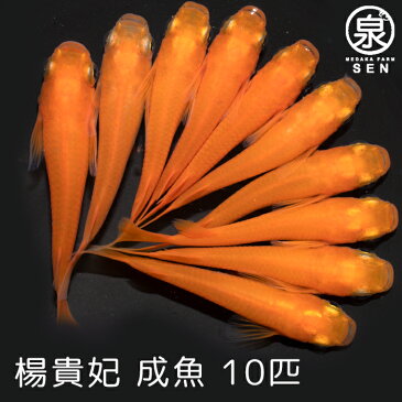 【楊貴妃 成魚 10匹】 【送料無料】大人 めだか メダカ ラメ 光る めだか かわいい かっこいい 赤 朱 初心者 厳選 人気 メダカ女子 メダカファーム泉オリジナル オリジナル 自社生産 富士山 自然 品種改良 改良品種 改良メダカ 人気 めだか生体 メダカ生体 生体
