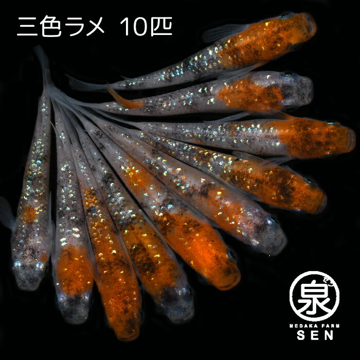 楽天P2倍 三色ラメ 成魚 10匹 送料無料 卵 水槽 メダカ生体 めだか生体 めだか メダカ 生体 ラメ 販売 観賞魚 初心者 品種 種類 セット 人気 ビオトープ 水草 えさ 容器 ラメメダカ