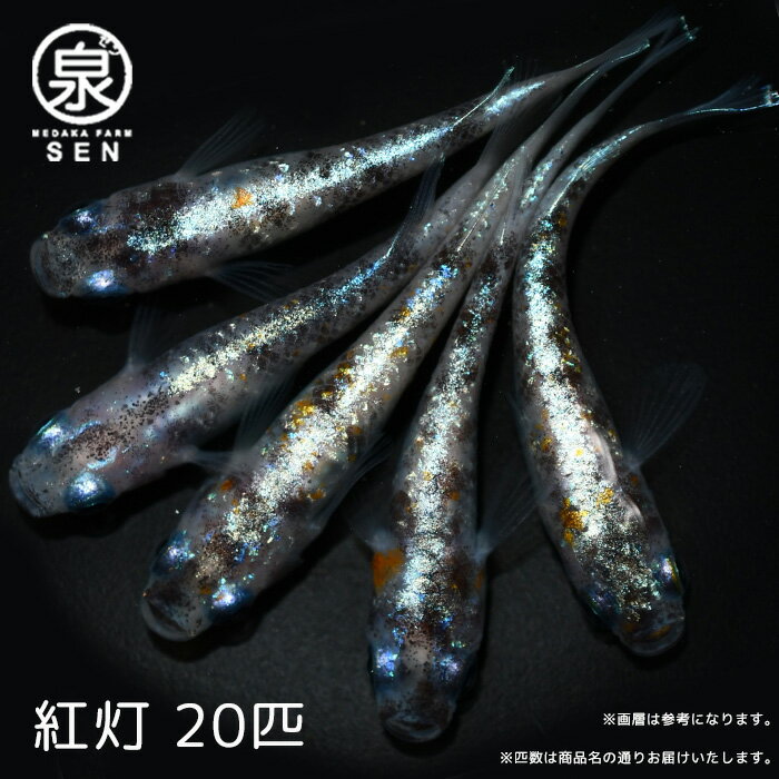 【おまけ4匹付】高級エサをプレゼント中 楽天P5倍 メダカ 紅灯 成魚 20匹 送料無料 卵 水槽 メダカ生体 めだか生体 めだか メダカ 生体 ラメ 販売 観賞魚 初心者 品種 種類 セット 人気 ビオトープ 水草 えさ 容器 ラメメダカ