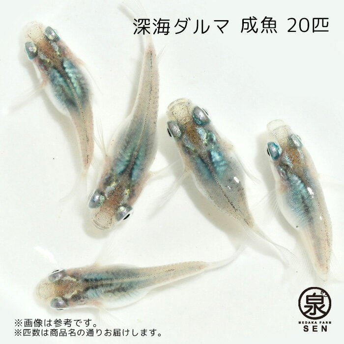 【おまけ4匹付】高級エサをプレゼント中 楽天P5倍 メダカ 深海ダルマ 成魚20匹 送料無料 卵 水槽 メダカ生体 めだか生体 めだか メダカ 生体 ラメ 販売 観賞魚 初心者 品種 種類 セット 人気 ビオトープ 水草 えさ 容器 ラメメダカ