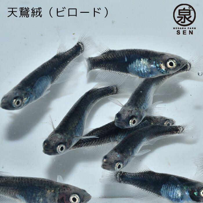 【おまけ3匹付】楽天P5倍 メダカ 天鵞絨（ビロード） 成魚　15匹 送料無料 卵 水槽 メダカ生体 めだか生体 めだか メダカ 生体 ラメ 販売 観賞魚 初心者 品種 種類 セット 人気 ビオトープ 水草 えさ 容器 ラメメダカ