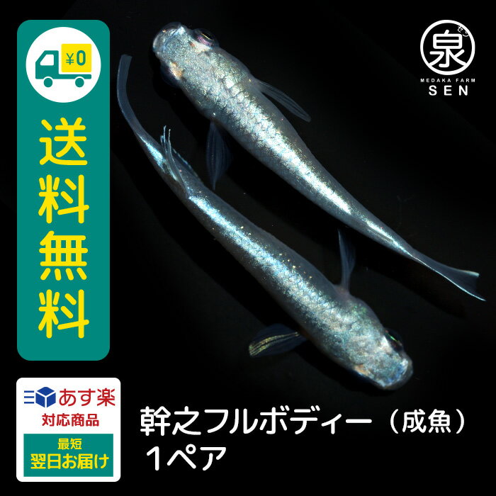 幹之フルボディー〜スーパー鉄仮面〜 背中が太く、口先までしっかりとラメが入り、体全体が光輝く光沢で包まれています。 鉄仮面と呼ばれるほどのしっかりとした顔つきと光沢があり、クールさとカッコよさがある ワイルドな容姿のメダカです。 ※オス・メスペアでの販売となります。個体の指定はご遠慮下さい。 【生体】 ●名称：めだか（幹之フルボディー） ●サイズ：成魚 ●飼育条件：メダカを飼うためには必要な用品があります。 ご購入前に事前に揃えておくのをオススメします。 ●注意事項：モニター環境によって実際のものと色味に違いが出る可能性がございます。ご了承ください。 商品の発送は、入金確認後に行いますが、魚の体調により、発送の遅れやお届できない場合があります。 こちらの商品は送料込みの価格となっております。但しお届け先が離島の場合は別途送料を頂戴致します。(振り込み手数料はお客様負担となります) ※下記の場合は死着補償対象外となりますのでご注意ください。 ・到着日中にご連絡をいただけなかった場合 ・袋を開封してしまった場合 ・画像の確認ができない場合 ・到着が翌々日となる地域への配送の場合（ご希望の時間指定により翌々日着となる場合を含む） ・お客様のご都合により商品のお受け取りが発送の翌々日以降になった場合 ・水槽へ移動後や水合わせ中の死亡