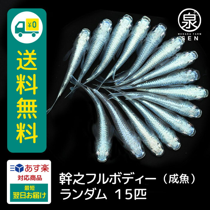 幹之フルボディー 成魚 ランダム 15匹 +おまけ補償3匹 送料無料 卵 水槽 メダカ生体 めだか生体 めだか メダカ 生体 ラメ 販売 観賞魚 販売生体 品種 種類 セット 人気 水草 メダカ卵 容器