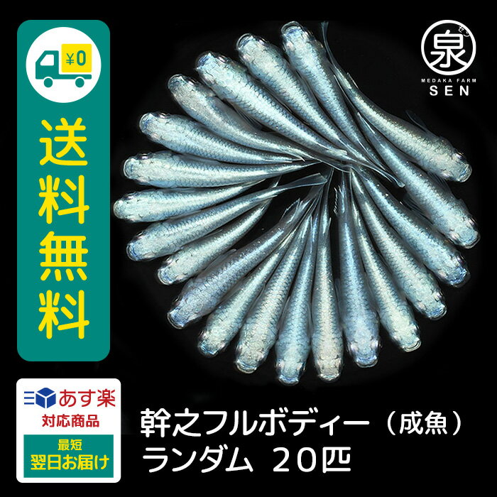 幹之フルボディー 成魚 ランダム 20匹 +おまけ補償4匹 送料無料 卵 水槽 メダカ生体 めだか生体 めだか メダカ 生体 ラメ 販売 観賞魚 販売生体 品種 種類 セット 人気 水草 メダカ卵 容器