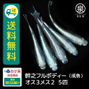 幹之フルボディー 成魚 オス3メス2 5匹 おまけ補償1匹 送料無料 卵 水槽 メダカ生体 めだか生体 めだか メダカ 生体 ラメ 販売 観賞魚 販売生体 品種 種類 セット 人気 水草 メダカ卵 容器