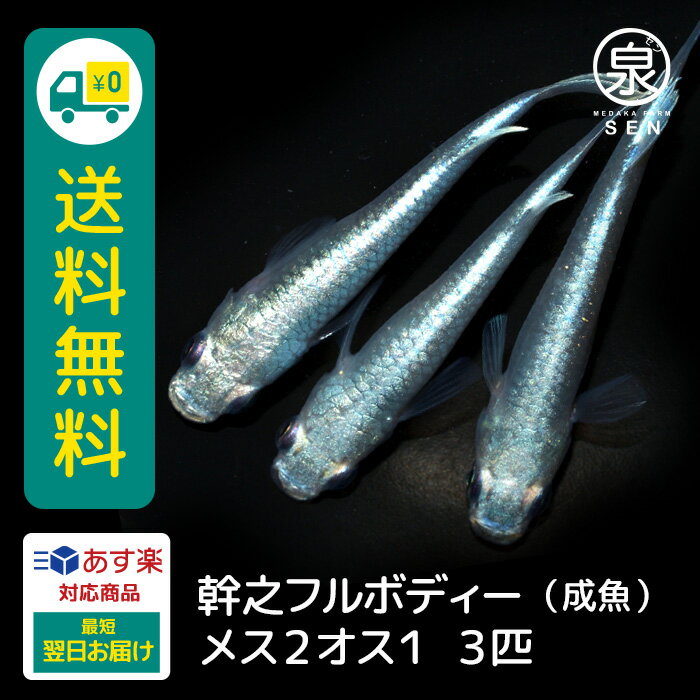 幹之フルボディー 成魚 メス2オス1 3匹 送料無料 卵 水槽 メダカ生体 めだか生体 めだか メダカ 生体 ラメ 販売 観賞魚 販売生体 品種 種類 セット 人気 水草 メダカ卵 容器