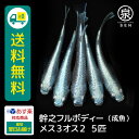 幹之フルボディー 成魚 メス3オス2 5匹 +おまけ補償1匹 送料無料 卵 水槽 メダカ生体 めだか生体 めだか メダカ 生体 ラメ 販売 観賞魚 販売生体 品種 種類 セット 人気 水草 メダカ卵 容器