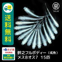 幹之フルボディー 成魚 メス8オス7 15匹 +おまけ補償3匹 送料無料 卵 水槽 メダカ生体 めだか生体 めだか メダカ 生体 ラメ 販売 観賞魚 販売生体 品種 種類 セット 人気 水草 メダカ卵 容器