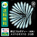 幹之フルボディー 成魚 メス10オス10 20匹 おまけ補償4匹 送料無料 卵 水槽 メダカ生体 めだか生体 めだか メダカ 生体 ラメ 販売 観賞魚 販売生体 品種 種類 セット 人気 水草 メダカ卵 容器