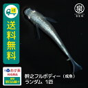 幹之フルボディー〜スーパー鉄仮面〜 背中が太く、口先までしっかりとラメが入り、体全体が光輝く光沢で包まれています。 鉄仮面と呼ばれるほどのしっかりとした顔つきと光沢があり、クールさとカッコよさがある ワイルドな容姿のメダカです。 ※品種の指定及び、オス・メスのご指定はご遠慮ください。 【生体】 ●名称：めだか（幹之フルボディー） ●サイズ：成魚 ●飼育条件：メダカを飼うためには必要な用品があります。 ご購入前に事前に揃えておくのをオススメします。 ●注意事項：モニター環境によって実際のものと色味に違いが出る可能性がございます。ご了承ください。 商品の発送は、入金確認後に行いますが、魚の体調により、発送の遅れやお届できない場合があります。 こちらの商品は送料込みの価格となっております。但しお届け先が離島の場合は別途送料を頂戴致します。(振り込み手数料はお客様負担となります) ※下記の場合は死着補償対象外となりますのでご注意ください。 ・到着日中にご連絡をいただけなかった場合 ・袋を開封してしまった場合 ・画像の確認ができない場合 ・到着が翌々日となる地域への配送の場合（ご希望の時間指定により翌々日着となる場合を含む） ・お客様のご都合により商品のお受け取りが発送の翌々日以降になった場合 ・水槽へ移動後や水合わせ中の死亡