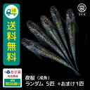 【おまけ1匹】 夜桜 成魚 ランダム 5匹 送料無料 卵 水槽 メダカ生体 めだか生体 めだか メダカ 生体 ラメ 販売 観賞魚 初心者 品種 種類 セット 人気 ビオトープ 水草 えさ 容器 ラメメダカ