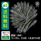 夜桜 成魚 ランダム 20匹 +おまけ補償4匹 送料無料 卵 水槽 メダカ生体 めだか生体 めだか メダカ 生体 ラメ 販売 観賞魚 販売生体 品種 種類 セット 人気 水草 メダカ卵 容器