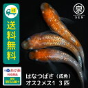 華翼（はなつばさ） 成魚 オス2メス1 3匹 送料無料 卵 水槽 メダカ生体 めだか生体 めだか メダカ 生体 ラメ 販売 観賞魚 販売生体 品種 種類 セット 人気 水草 メダカ卵 容器