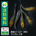 【おまけ1匹】 夜桜ゴールド 成魚 ランダム5匹 送料無料 卵 水槽 メダカ生体 めだか生体 めだか メダカ 生体 ラメ 販売 観賞魚 初心者 品種 種類 セット 人気 ビオトープ 水草 えさ 容器 ラメメダカ