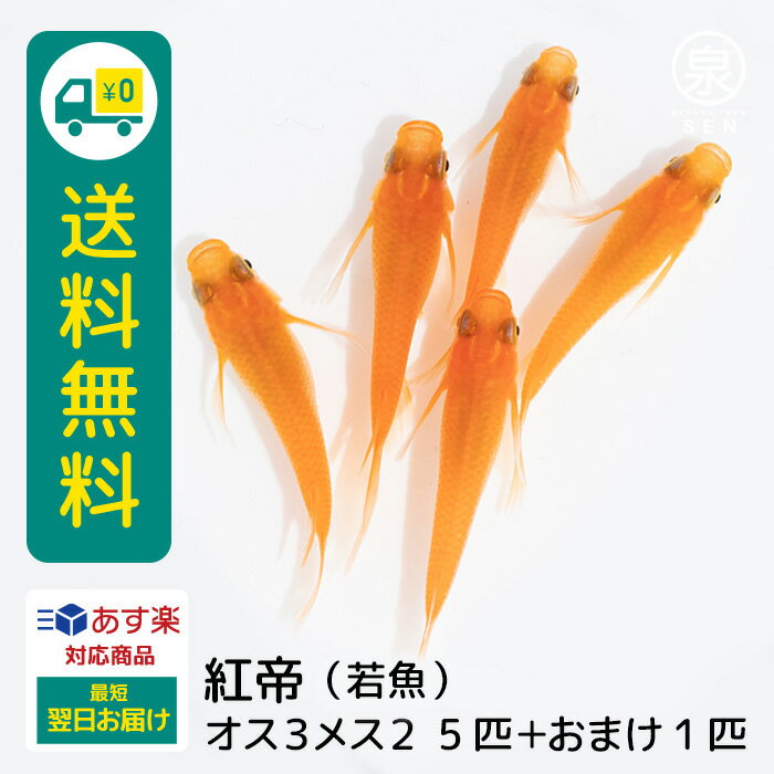 紅帝 若魚 オス3メス2 5匹 おまけ補償1匹 送料無料 卵 水槽 メダカ生体 めだか生体 めだか メダカ 生体 ラメ 販売 観賞魚 販売生体 品種 種類 セット 人気 水草 メダカ卵 容器