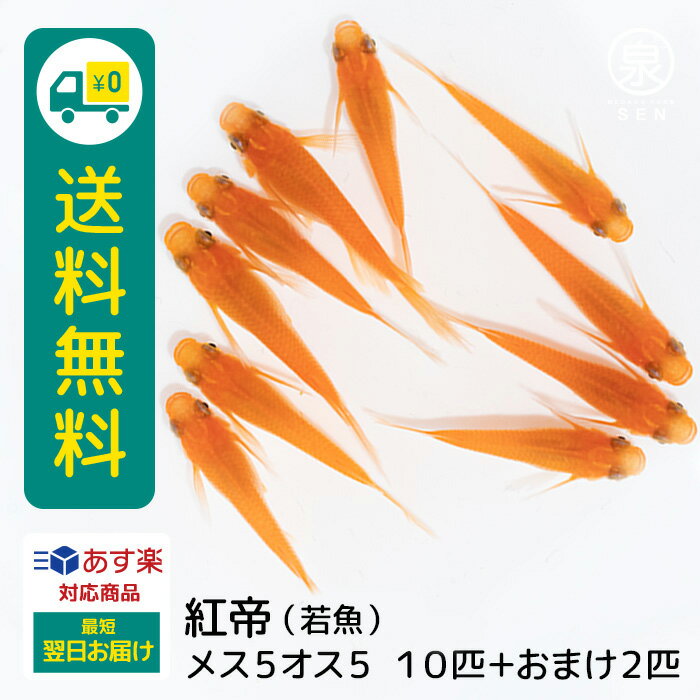 紅帝 若魚 メス5オス5 10匹 +おまけ補償2匹 卵 水槽 メダカ生体 めだか生体 めだか メダカ 生体 ラメ 販売 観賞魚 販売生体 品種 種類 セット 人気 水草 メダカ卵 容器