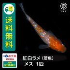 紅白ラメ 若魚 メス 1匹 送料無料 卵 水槽 メダカ生体 めだか生体 めだか メダカ 生体 ラメ 販売 観賞魚 販売生体 品種 種類 セット 人気 水草 メダカ卵 容器