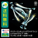 エメキン 若魚 20匹 おまけ補償4匹 マリアージュキッシングワイドフィン エメラルドタイプ 送料無料 卵 水槽 メダカ生体 めだか生体 めだか メダカ 生体 ラメ 販売 観賞魚 販売生体 品種 種類 セット