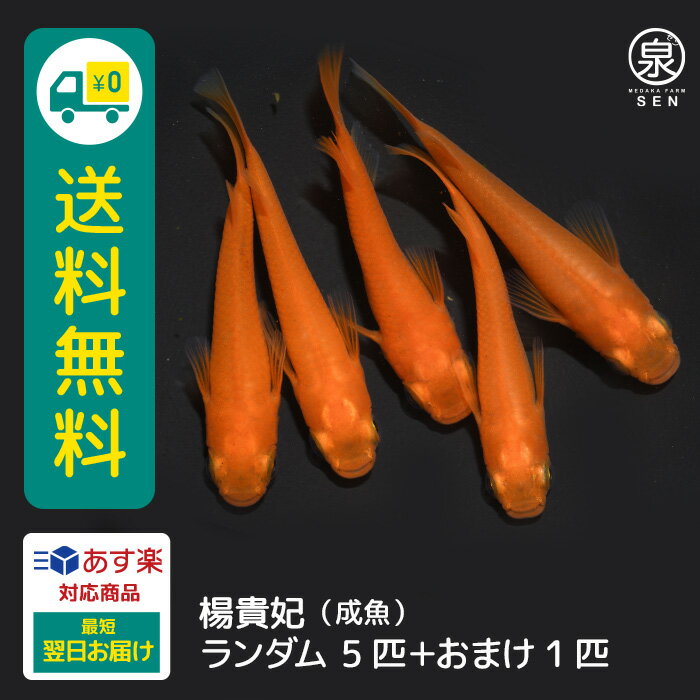 楊貴妃 成魚 ランダム 5匹 +おまけ補償1匹 送料無料 卵 水槽 メダカ生体 めだか生体 めだか メダカ 生体 ラメ 販売 観賞魚 販売生体 品..