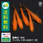 楊貴妃 成魚 ランダム 5匹 +おまけ補償1匹 送料無料 卵 水槽 メダカ生体 めだか生体 めだか メダカ 生体 ラメ 販売 観賞魚 販売生体 品種 種類 セット 人気 水草 メダカ卵 容器