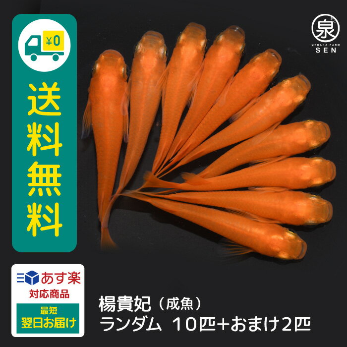 楊貴妃 成魚 ランダム 10匹 +おまけ補償2匹 送料無料 卵 水槽 メダカ生体 めだか生体 めだか メダカ 生体 ラメ 販売 観賞魚 販売生体 品種 種類 セット 人気 水草 メダカ卵 容器