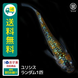 ユリシス 若魚 ランダム1匹 送料無料 卵 水槽 めだか メダカ 生体 ラメ 販売 観賞魚 販売生体 品種 種類 セット 人気 水草 メダカ卵 容器