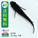 オロチ 若魚 ランダム 1匹 送料無料 めだか 卵 水槽 メダカ生体 めだか生体 めだか メダカ 生体 ラメ 販売 観賞魚 販売生体 品種 種類 セット 人気 水草 メダカ卵 容器
