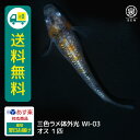 三色ラメ体外光(WI-03) 若魚 オス 1匹 送料無料 卵 水槽 メダカ生体 めだか生体 めだか メダカ 生体 ラメ 販売 観賞魚 販売生体 品種 種類 セット 人気 水草 メダカ卵 容器