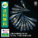 三色ラメ体外光(WI-03) 若魚 15匹 +おまけ補償3匹 送料無料 卵 水槽 メダカ生体 めだか生体 めだか メダカ 生体 ラメ 販売 観賞魚 販売生体 品種 種類 セット 人気 水草 メダカ卵 容器(4)