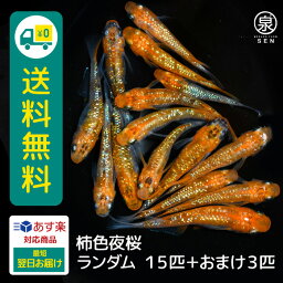 柿色夜桜 若魚 15匹 おまけ補償3匹付き 送料無料 卵 水槽 メダカ生体 めだか生体 めだか メダカ 生体 ラメ 販売 観賞魚 販売生体 品種 種類 セット 人気 水草 メダカ卵 容器