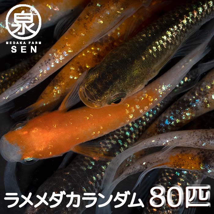 【おまけ16匹付】 楽天P3倍 ラメ若魚めだかランダム80匹セット 送料無料 卵 水槽 メダカ生体 めだか生体 ミックスメダカ メダカミックス めだか メダカ 生体 ラメ 販売 観賞魚 初心者 品種 種類 セット 人気 ビオトープ 水草 えさ 容器 ラメメダカ