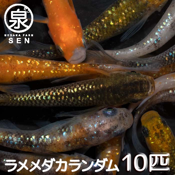 【おまけ2匹付】 楽天P2倍 ラメ若魚めだかランダム10匹セット 送料無料 卵 水槽 メダカ生体 めだか生体 ミックスメダカ メダカミックス めだか メダカ 生体 ラメ 販売 観賞魚 初心者 品種 種類 セット 人気 ビオトープ 水草 えさ 容器 ラメメダカ