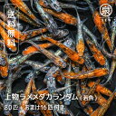 上物厳選 ラメ若魚 めだかランダム 80匹セット +おまけ補償16匹 送料無料 卵 水槽 メダカ生体 めだか生体 ミックスメダカ メダカミックス めだか メダカ 生体 ラメ 販売 観賞魚 販売生体 品種 種類 セット 人気 水草 メダカ卵 容器 (jowlame)