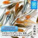 若魚 めだかランダム 100匹セット +おまけ補償20匹 送料無料 卵 水槽 メダカ生体 めだか生体 ミックスメダカ メダカミックス めだか メダカ 生体 ラメ...
