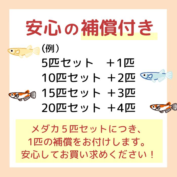 【おまけ2匹付】 楽天P2倍 ラメ若魚めだかランダム10匹セット 送料無料 卵 水槽 メダカ生体 めだか生体 ミックスメダカ メダカミックス めだか メダカ 生体 ラメ 販売 観賞魚 初心者 品種 種類 セット 人気 ビオトープ 水草 えさ 容器 ラメメダカ