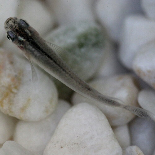 （メダカ）青めだか / 青メダカ（10尾） サイズ M〜Lのサムネイル