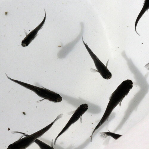 （メダカ）小川ブラックめだか / 小川ブラックメダカ（5尾） サイズ M〜Lのサムネイル