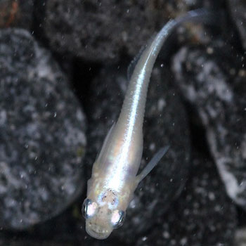 （メダカ）白幹之（みゆき）めだか 強光 / 白幹之メダカ（5尾） サイズ M〜Lのサムネイル