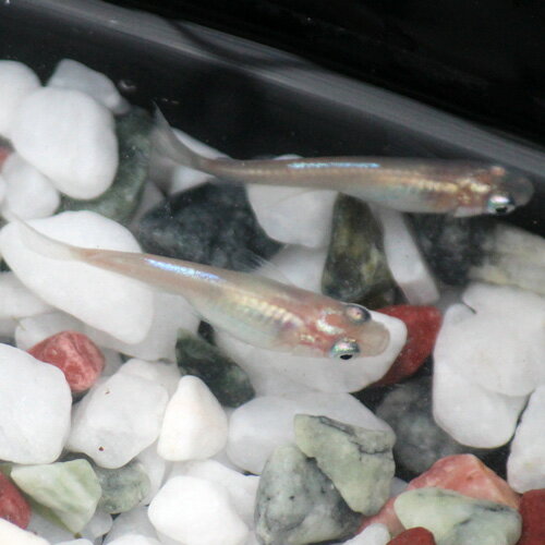 （メダカ）白幹之（みゆき）めだか 中光 / みゆきメダカ（10尾） サイズ M〜Lのサムネイル