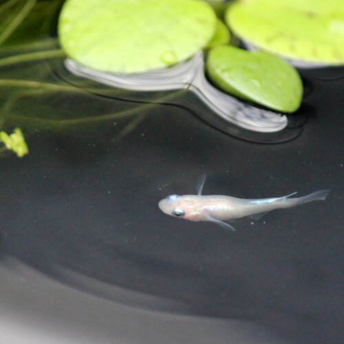 （メダカ）白幹之（みゆき）めだか 弱光 / みゆきメダカ（10尾） サイズ M〜Lのサムネイル