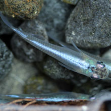 【送料無料】（メダカ）スーパー青幹之（みゆき）めだか / スーパー幹之メダカ（10尾） サイズ M〜Lのサムネイル