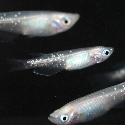 （メダカ）ラメ白幹之（みゆき）めだか 中光 / ラメメダカ（5尾） サイズ M〜Lのサムネイル